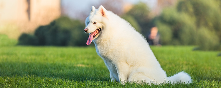 Cuidados com a saúde dos pets no calor